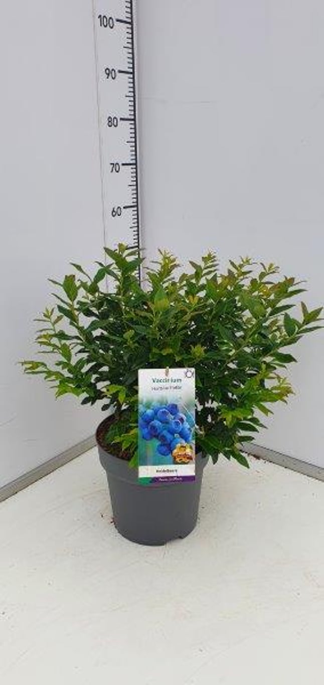 Vaccinium c. 'Hortblue Petite' - C7.5 40-60 CM